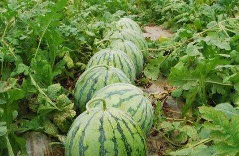 野外小胖吃大瓜,大瓜盛宴之旅