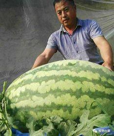 王大炮瓜在那吃,探寻那独特的风味之地