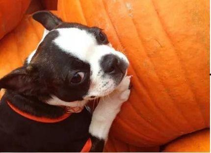 小狗可以吃老瓜,探索老瓜的美食奥秘