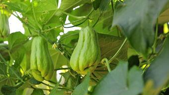 孕妇可以吃福手瓜,福手瓜——孕妇的滋补佳品