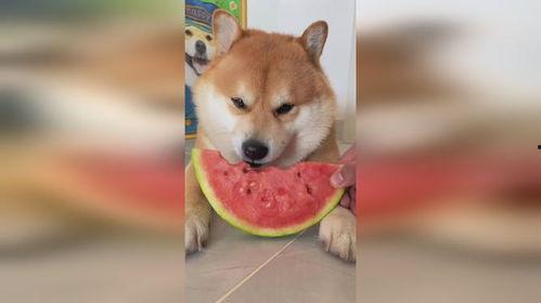 吃瓜和旺柴,吃瓜群众与旺柴粉丝的欢乐碰撞