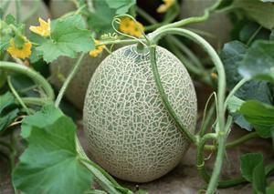 体热的人吃哈密瓜,清凉解暑的夏日美味