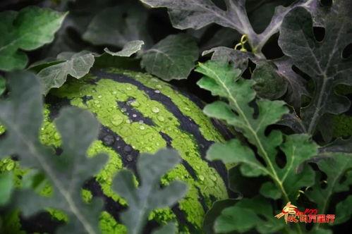 吃丰收瓜害处,揭秘过量食用带来的健康风险