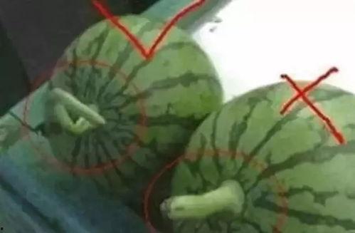 怎么找到吃瓜的人,如何轻松成为吃瓜群众的人生赢家