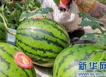 吃瓜最新信息,最新爆料揭秘娱乐圈风云变幻