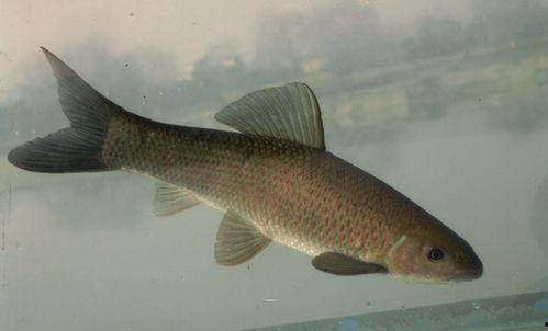 草鱼吃娇瓜叶吗,探究草鱼对娇瓜叶的食用习性