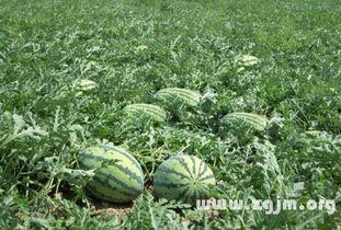 梦见自己吃酉瓜,酉瓜之味,揭秘潜意识中的甜蜜诱惑