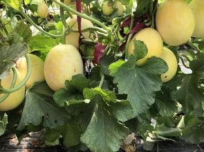 吃瓜界首,探寻瓜界风云人物背后的故事