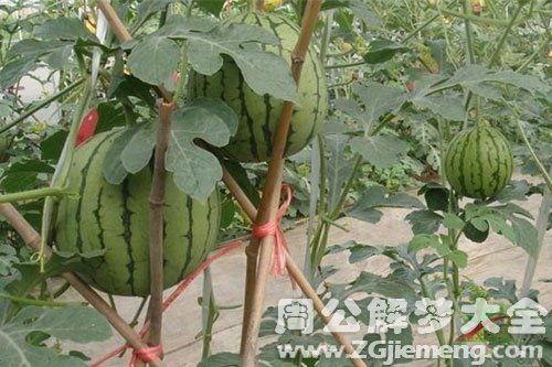 梦到吃树上的瓜