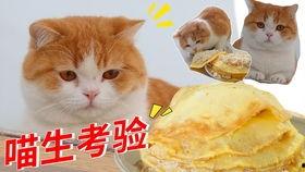 喵喵恰瓜团吃瓜不迷路,吃瓜不迷路的趣味指南