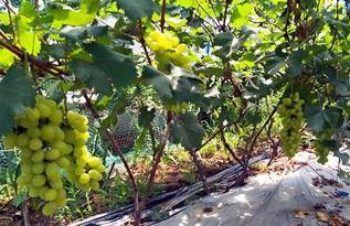 轻纺城东区吃瓜