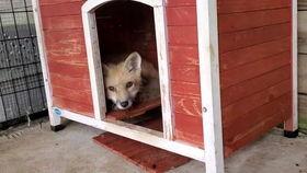 狐狸吃瓜图片,趣味横生一幕