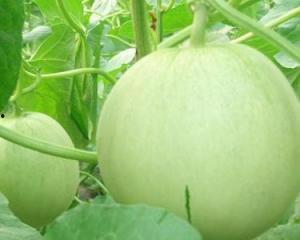 孕妇哪些瓜可以吃