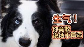 疫情狗吃瓜,狗吃瓜现象背后的真相揭秘