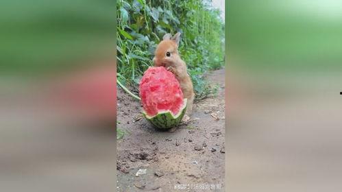 大兔子吃瓜,大兔子与瓜果盛宴的奇幻之旅