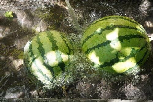 往事吃瓜,那些年我们一起吃过的瓜