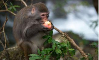 猴子吃瓜道具图片