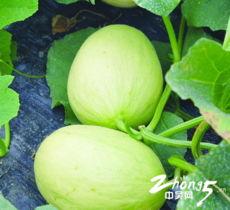 吃瓜季节种瓜,共享丰收喜悦——吃瓜季节种瓜指南