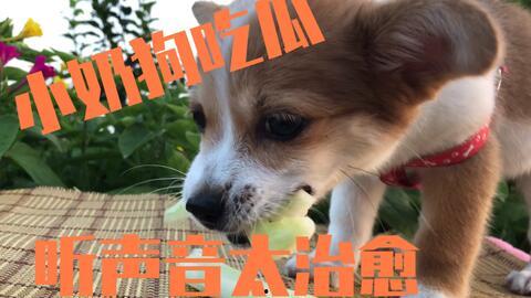 毛瓜狗可以吃吗