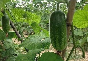 常吃毛瓜的好处,健康生活新选择