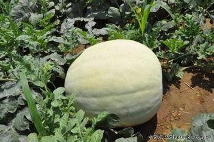 吃三白瓜功效,夏日消暑、养颜美容的天然良药，揭秘其神奇功效与食用方法”