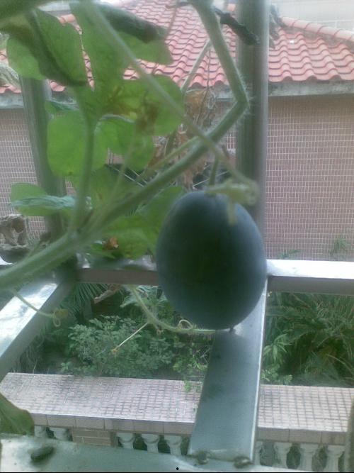 商场阳台吃瓜事件,一场关于公共秩序与个人自由的商场事件