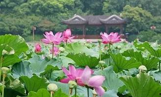 莲花楼结局吃瓜,真相大白，幕后黑手终现形