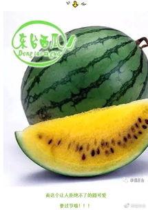 吃瓜合,揭秘娱乐圈背后的甜蜜与苦涩