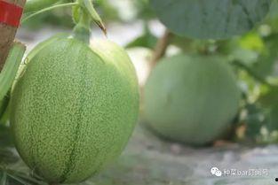 网纹瓜没有吃瓜神器