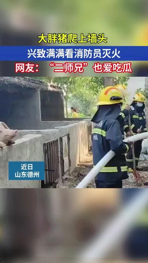 吃瓜消防员,揭秘消防员生活中的趣味瞬间