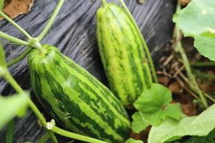 老皮在线吃瓜,揭秘娱乐圈幕后故事