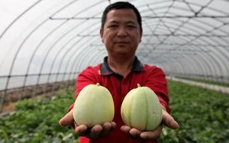 金山雪瓜如何吃,解锁夏日清凉新食尚