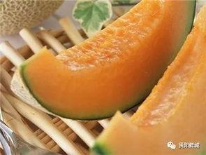 现在吃的很大众瓜哈密瓜,大众瓜果中的清凉佳品