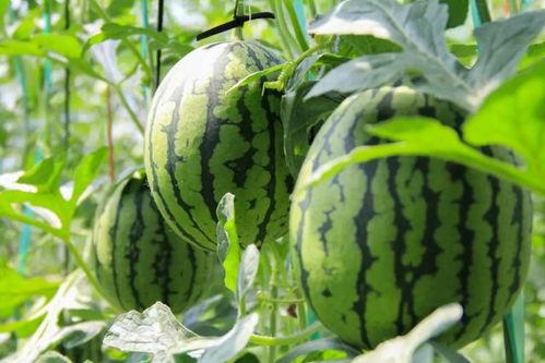 免子吃瓜,瓜田里的欢乐时光