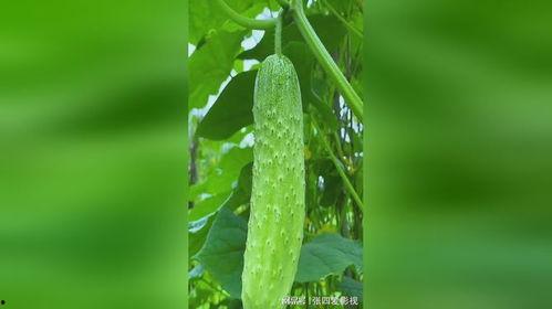 到乡下摘瓜吃,一场摘瓜品鲜的乡村之旅