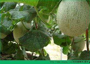 吃黄哈密瓜发胖吗,吃它真的会发胖吗？