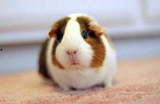 荷兰猪吃佛手瓜的功效