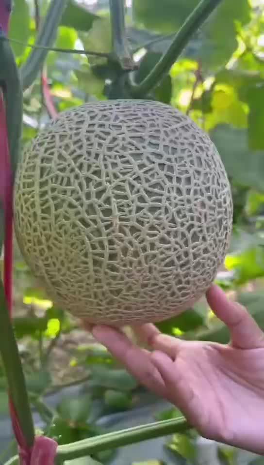 蜜瓜吃不掉,巧手变废为宝的创意料理攻略