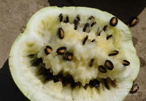 梦见有人请吃籽瓜,探寻梦境中的神秘邀请