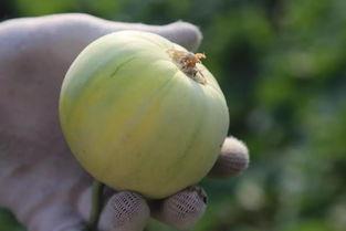 小瓜吃籽,探寻植物生命的奇妙旅程