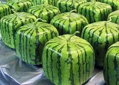 吃瓜系统陆知,网络舆论场中的新势力