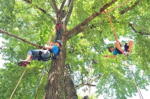 吃瓜少年在树上