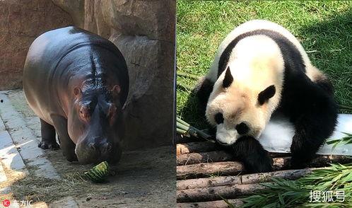 熊猫喜欢吃瓜,瓜果飘香