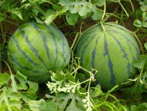 卖瓜的吃瓜女的叫什么来着,揭秘“卖瓜的吃瓜女”的传奇故事