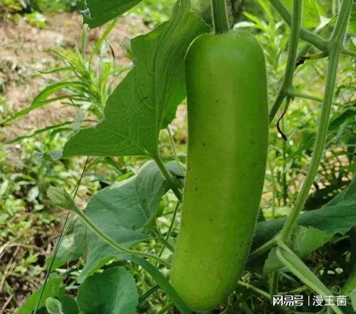 梦见吃西红柿和瓜,西红柿与瓜果的奇幻之旅