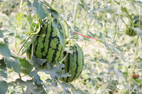 吃瓜换水网红,揭秘网红圈子的“水”文化