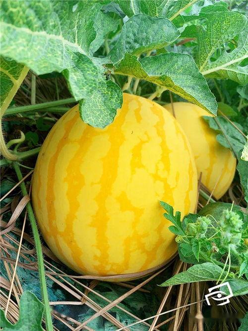 吃瓜海未,一场网络热议背后的真相